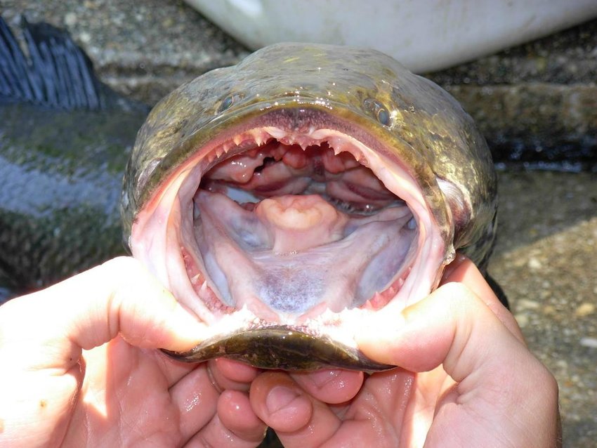 The northern snakehead is "able to feed on anything they [can] fit in their mouths."